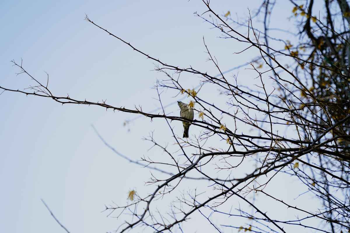 ϣ��-�����224ʥ�����ᵺ32����������С��6